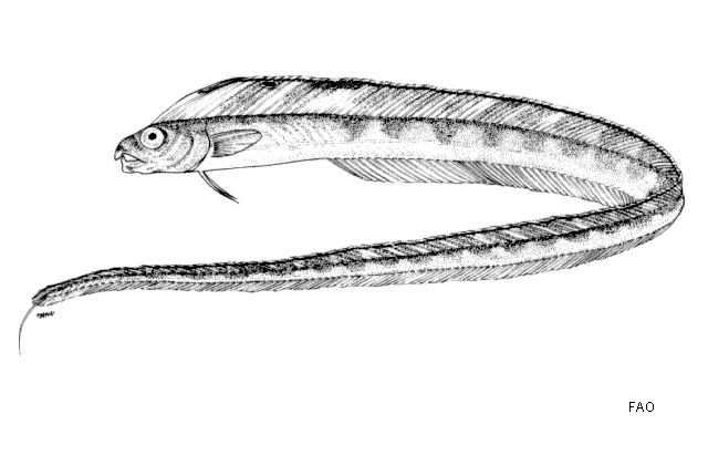 Xiphasia setifer Swainson, 1839